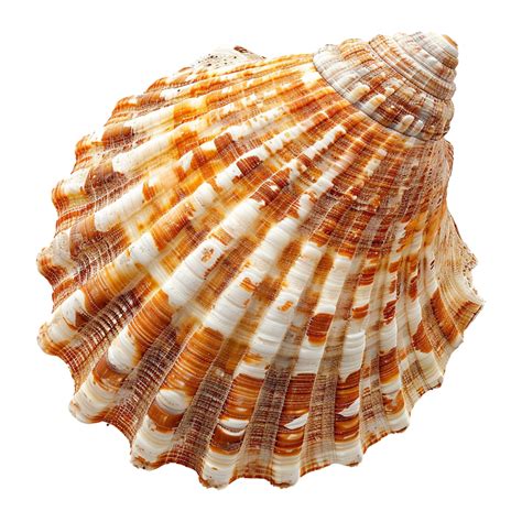 Image result for Shell No Background