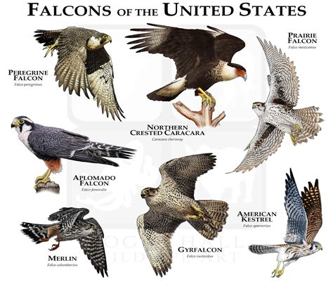 Species Of Falcons