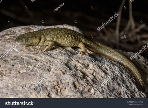Iberian Ribbed Newt