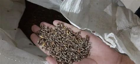 Black Wheat Seed Trader - Wholesaler / Distributor from Udaipur