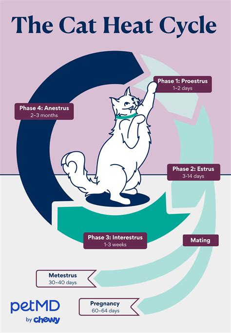 Cats in Heat: How Long It Lasts and What To Do | PetMD