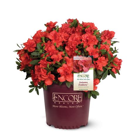 Encore Azalea 1 Gallon Autumn Embers Encore Azalea - Red Blooming ...