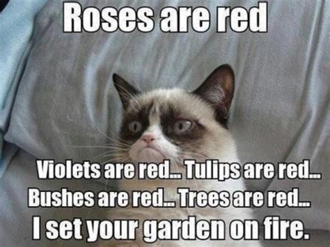 Roses are red... | Grumpy cat quotes, Grumpy cat humor, Grumpy cat meme