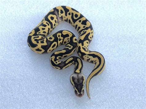 Leopard Python 的图像结果