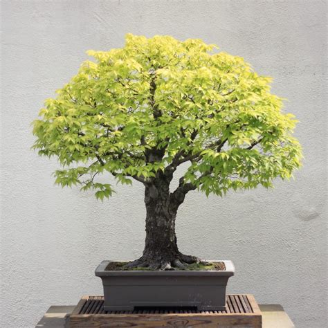 Japanese Elm Bonsai Tree Care Guide (Zelkova serrata) - Bonsai Tree Gardener