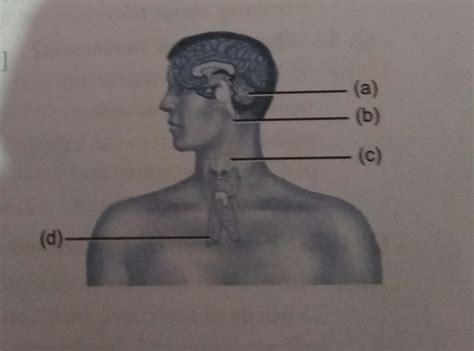 label the endocrine glands in figure: - Brainly.in