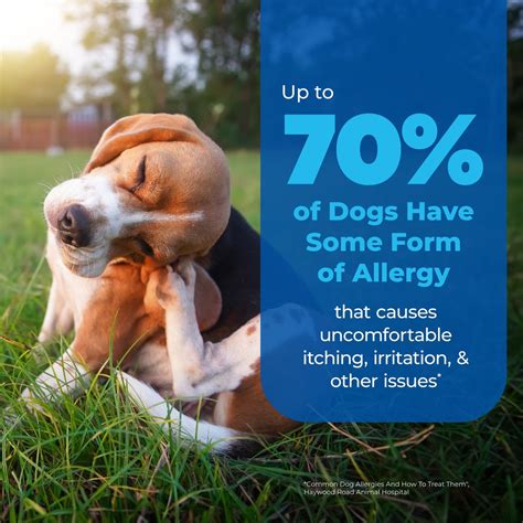 VETNIQUE LABS Oticbliss Medicated Hydrocortisone Ear Drops for Ear ...