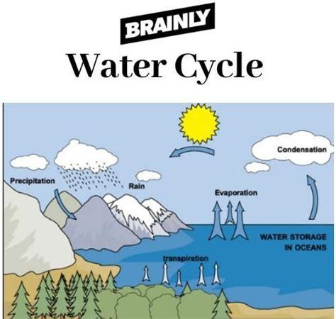 ⚡⚡⚡⚡⚡⚡⚡⚡⚡⚡⚡⚡⚡⚡⚡⚡Describe water cycle in brief - Brainly.in