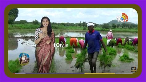 Rice Cultivation : వరిలో అధిక దిగుబడులకోసం సమగ్ర యాజమాన్యం | Integrated ...