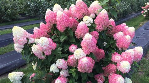 Search Contact Us Guarantee & FAQs Terms of Service