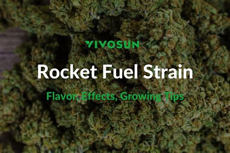 Rocket Fuel Strain: Everything You Need to Know - Vivosun