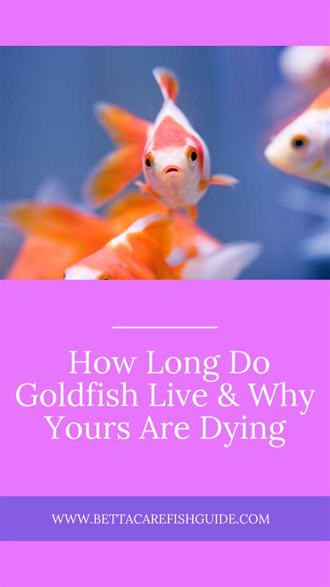 How Long Do Goldfish Live & Why Yours Are Dying - Betta Care Fish Guide