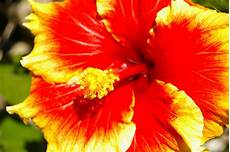 fiori di ibisco types of hibiscus flowers garden guides fiori di ibisco types of hibiscus flowers garden guides