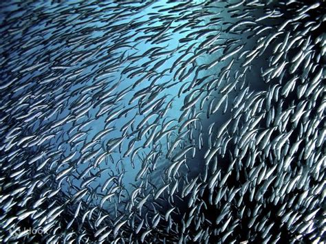 Spectacular Sardine Run Boat Dive with PADI 5 Star Dive Resort | Dive ...