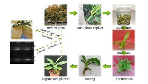 Efficient Tissue Culture Protocol for Magnolia lucida (Magnoliaceae ...