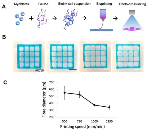 Matured Myofibers in Bioprinted Constructs with In Vivo Vascularization ...