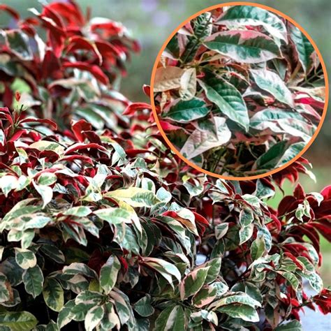 Green Paradise® Excoecaria Bicolor (Laila Majnu) Plant – GreenParadiseLive