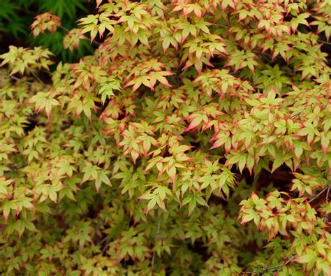 Varieties of Japanese maples – 10 show-stopping acers | Homes and Gardens