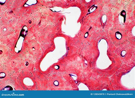Histology of Human Compact Bone Tissue Under Microscope View for Stock ...