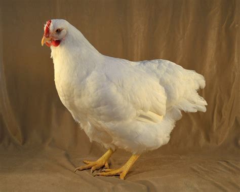 New Study Determines Ancestry for White Plymouth Rock Chickens - The ...