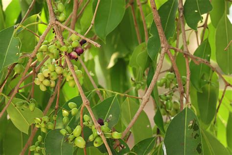 Image result for Java Plum Fruit Tree