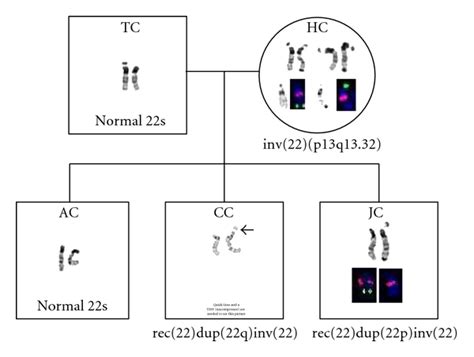Image result for Inversion Loop Genetics