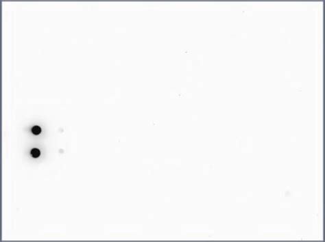 Anti-acetyl-Histone H4 (Lys8) Antibody serum, Upstate® | Sigma-Aldrich