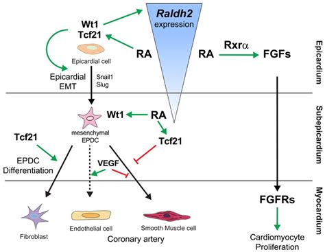 Retinoids and Cardiac Development