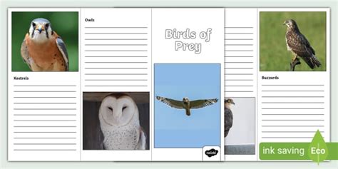 Birds of Prey Leaflet Template (teacher made) - Twinkl
