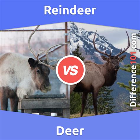 Reindeer vs. Deer: 5 Key Differences, Pros & Cons, Similarities ...