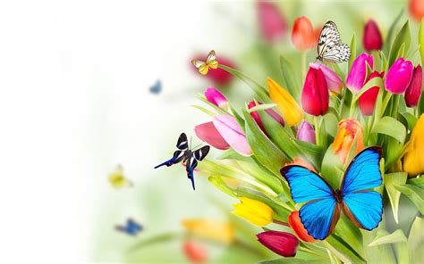 Flowers With Butterfly Wallpapers HD - Wallpaper Cave