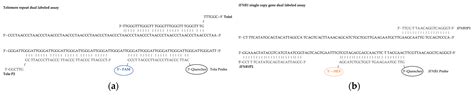 A Dual-Labeled Multiplex Absolute Telomere Length Method to Measure ...