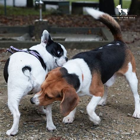 Why Do Dogs Smell Each Other's Butts?