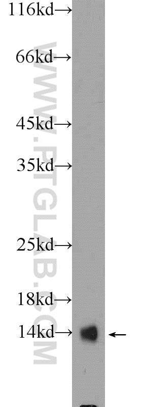 HINT1 antibody (10717-1-AP) | Proteintech