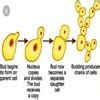draw diagram showing reproduction in yeast in proper sequence - Brainly.in