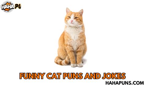 180+ Funny Cat Puns and Jokes: Meow-tastic Humor