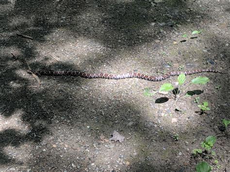 Snake ID Please - Western Massachusetts : r/snakes
