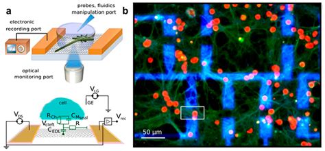Graphene-Based Electrode Materials for Neural Activity Detection