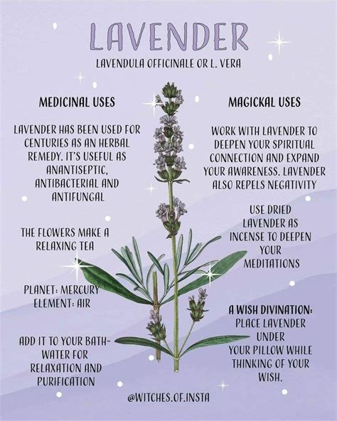 Pin by Carol Litz on As Needed 🌛🌕🌜 in 2024 | Magic herbs, Magickal herbs, Medicinal herbs garden