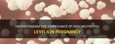Understanding The Significance Of High Neutrophil Levels In Pregnancy ...