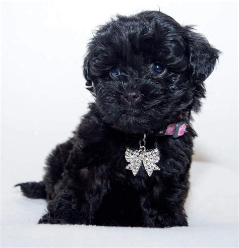 Image result for Black Cockapoo