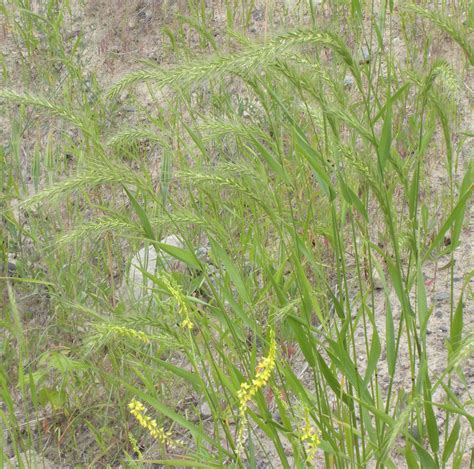 Elymus canadensisCanada Wildrye (Native) - Stevenson Intermountain Seed ...
