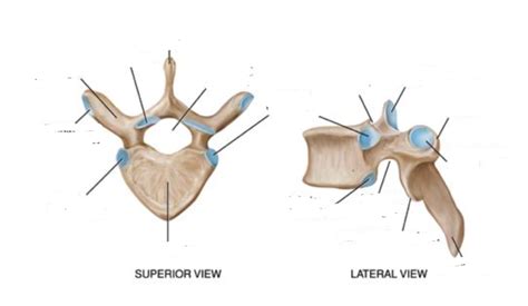 Middle Back 的图像结果