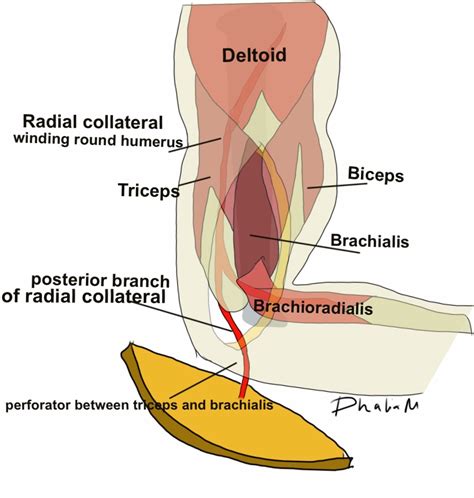 Image result for Contralateral Arm