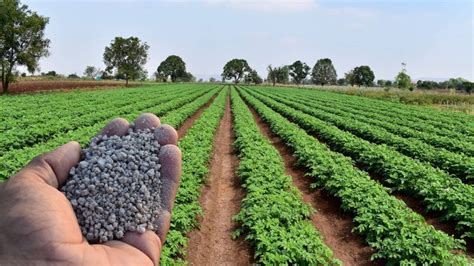 Global DAP Prices Surge to $750/Tonne Amid Chinese Export Ban; India ...