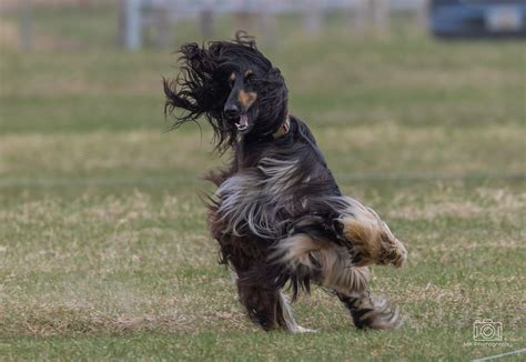 AKC Lure Coursing Trials by AHGA, Palmer Alaska., Anchorage, 1 June to ...