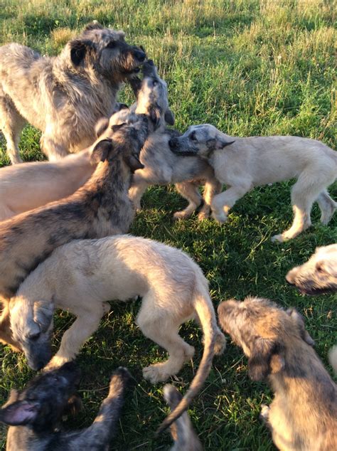 Irish Wolfhound Puppies For Sale | Garrett, IN #225325
