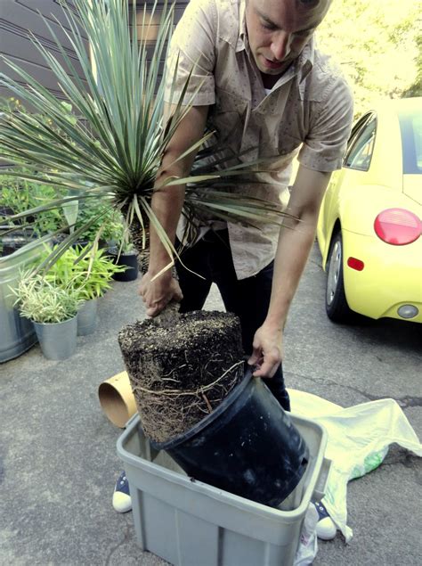 danger garden: How to ship a trunking Yucca rostrata in seven easy steps...