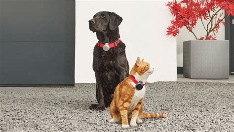 Curve Pet tracker pack localizza l'animale domestico