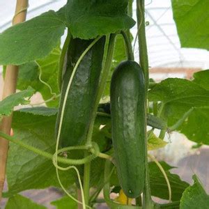 CYBEXIS Disease Resistant Cucumber Seeds Natural Stingless Sweet ...
